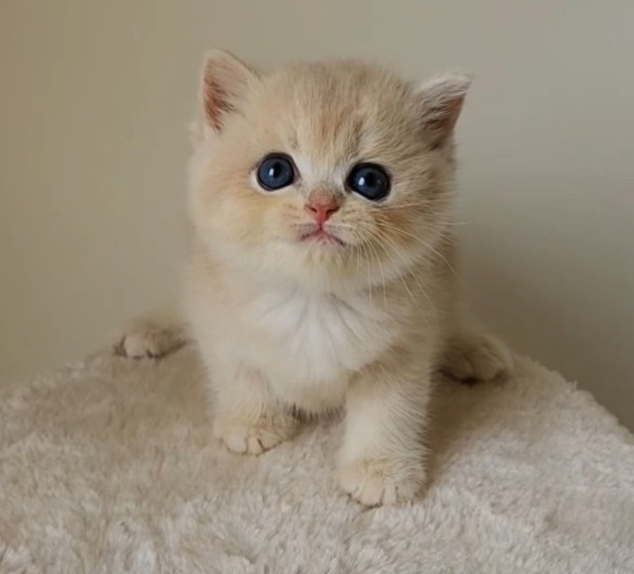 天使貓園／紫金漸層英國短毛貓