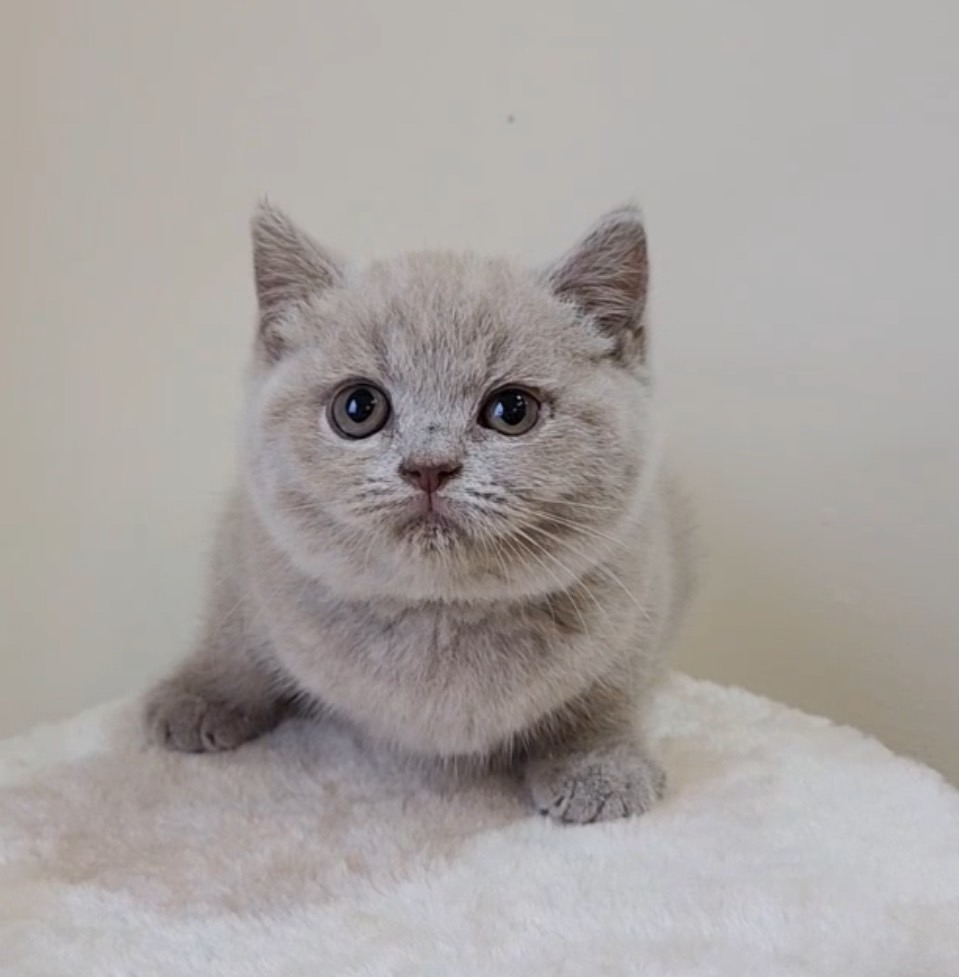 天使貓園／紫丁香英國短毛貓