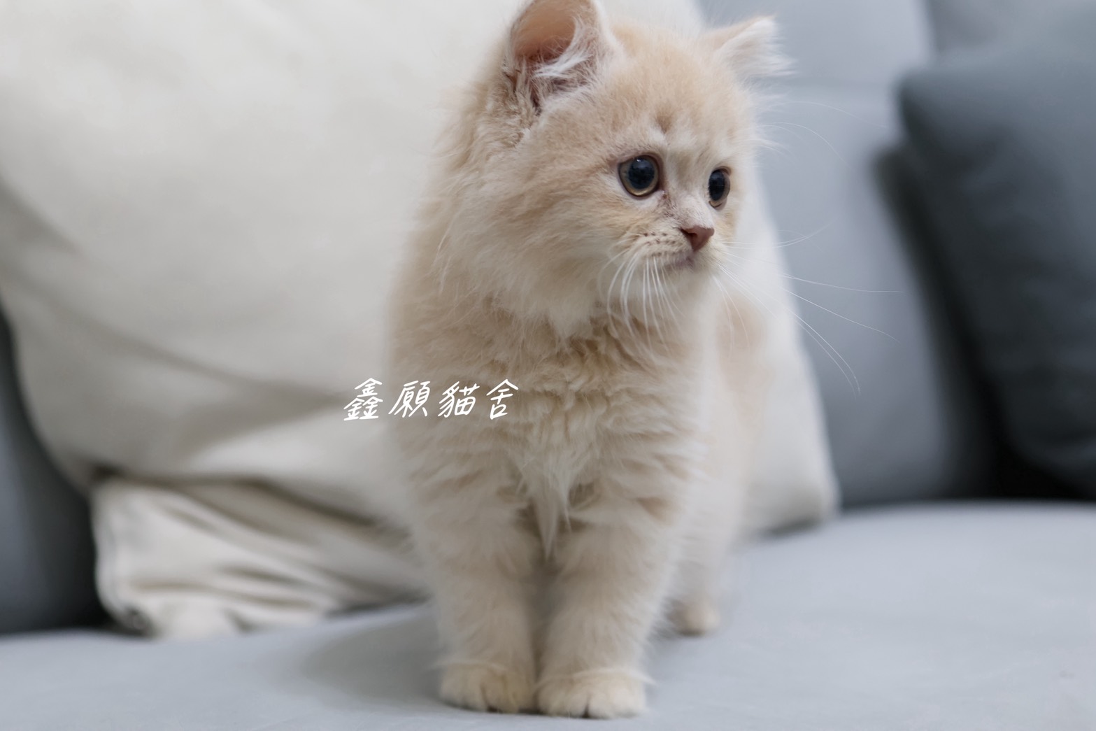鑫願貓舍／奶油色英國長毛貓