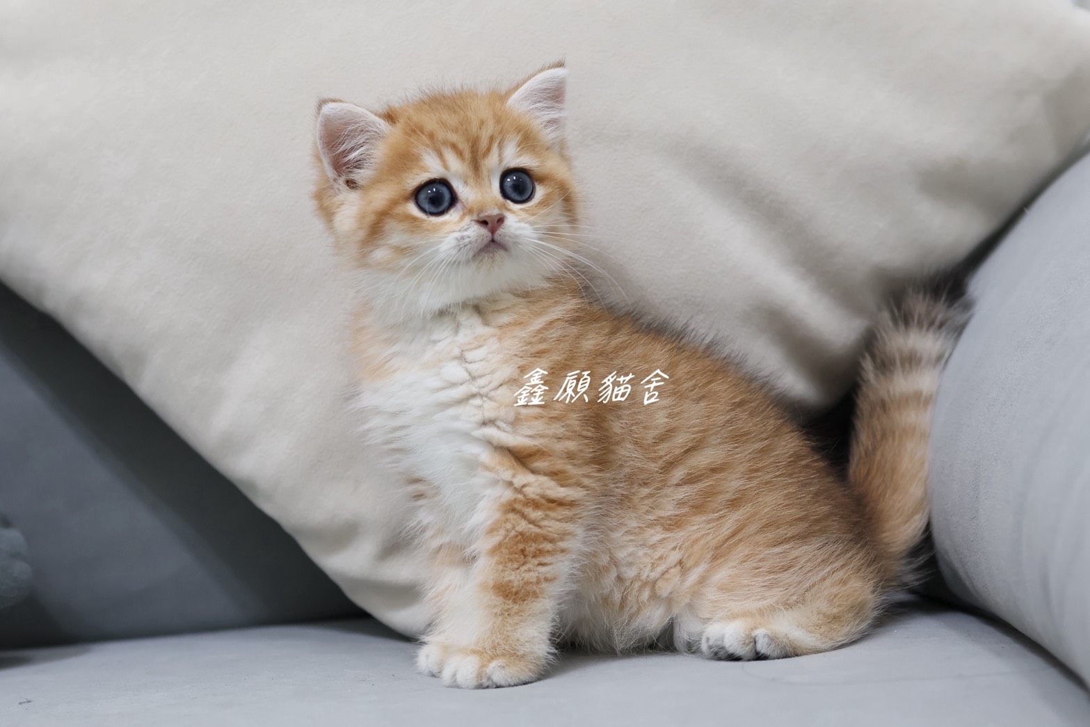 鑫願貓舍／金虎斑紋英國短毛貓