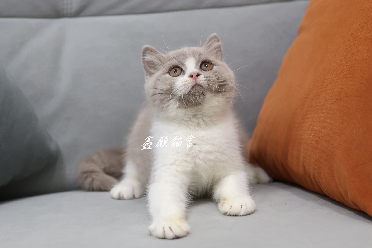 鑫願貓舍／紫丁香賓士英國短毛貓