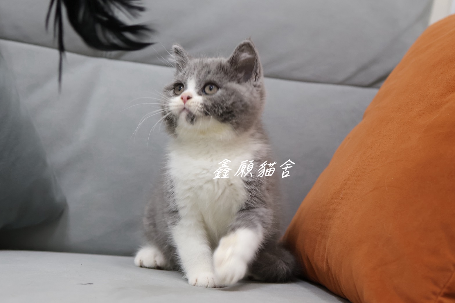 鑫願貓舍／藍白賓士英國短毛貓