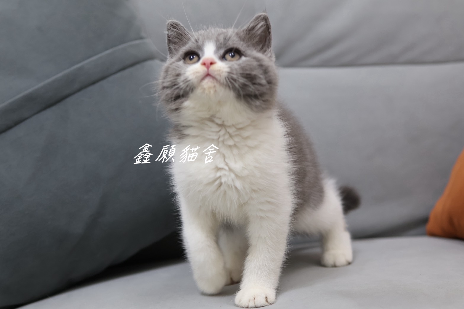 鑫願貓舍／藍白賓士英國短毛貓