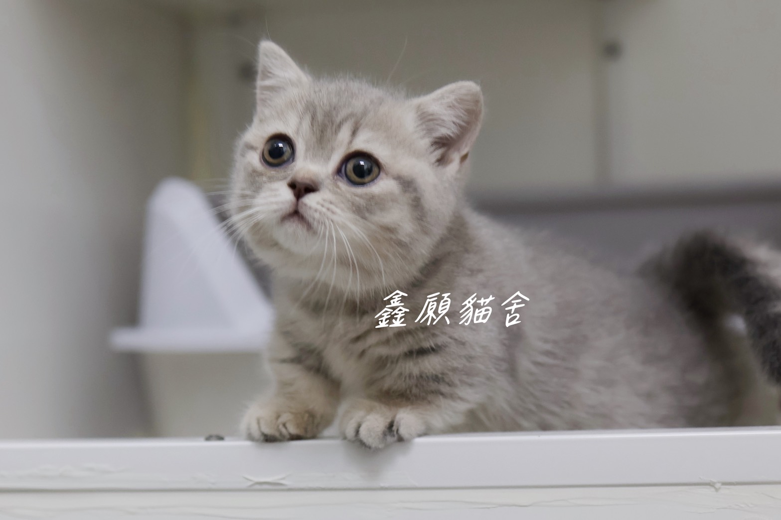 鑫願貓舍／藍虎斑曼赤肯