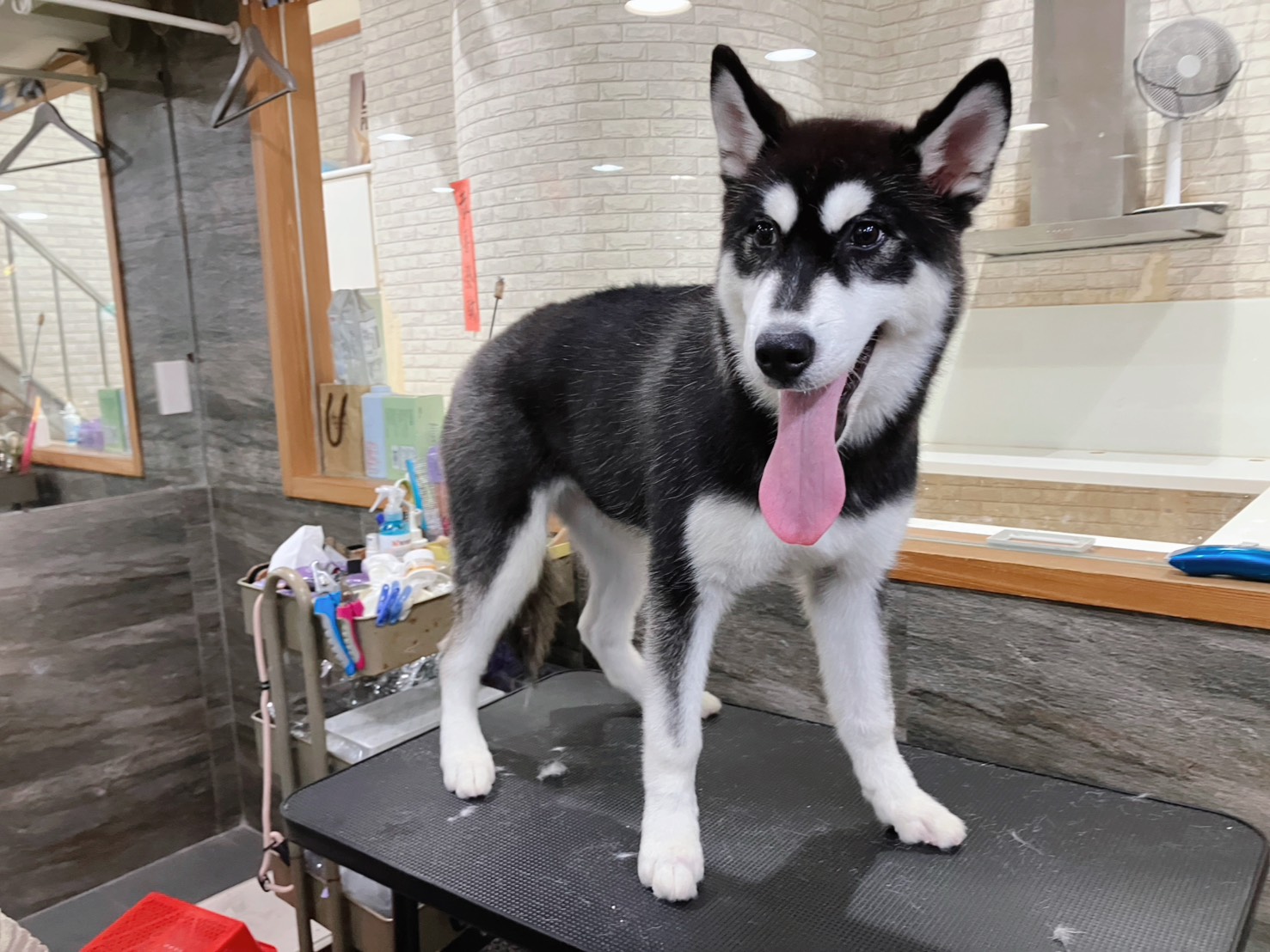 中華民國寵物福利品質永續經營協會／黑白色哈士奇