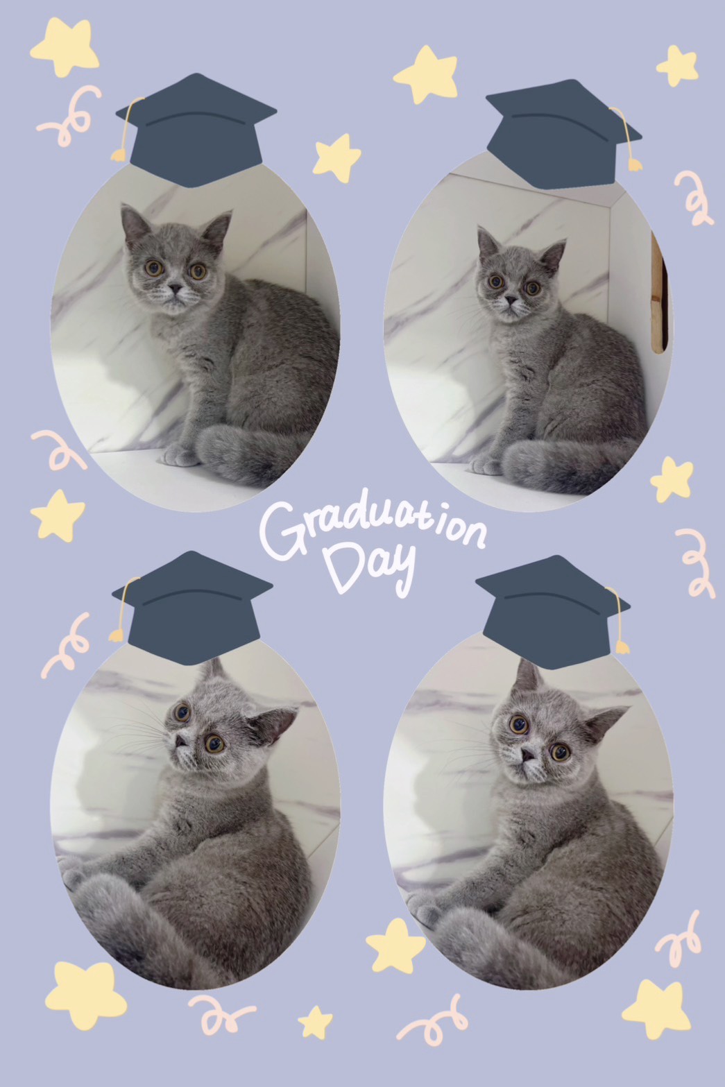 布魯斯貓舍／經典藍灰英國短毛貓