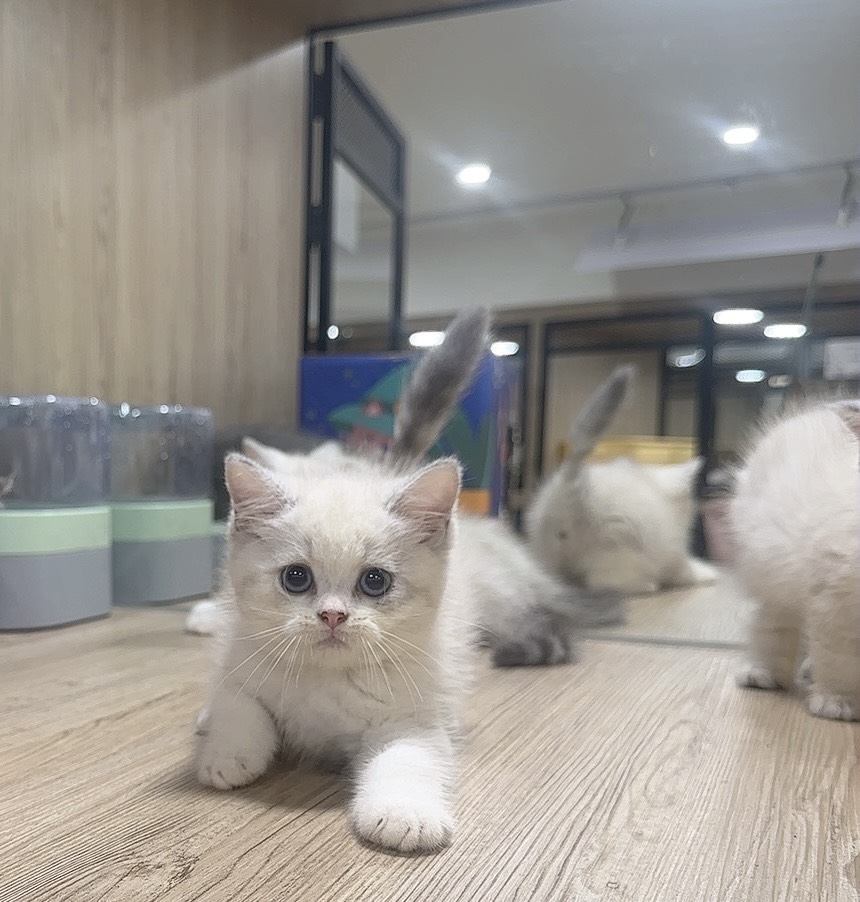 喜得貓社／雙色英國短毛貓