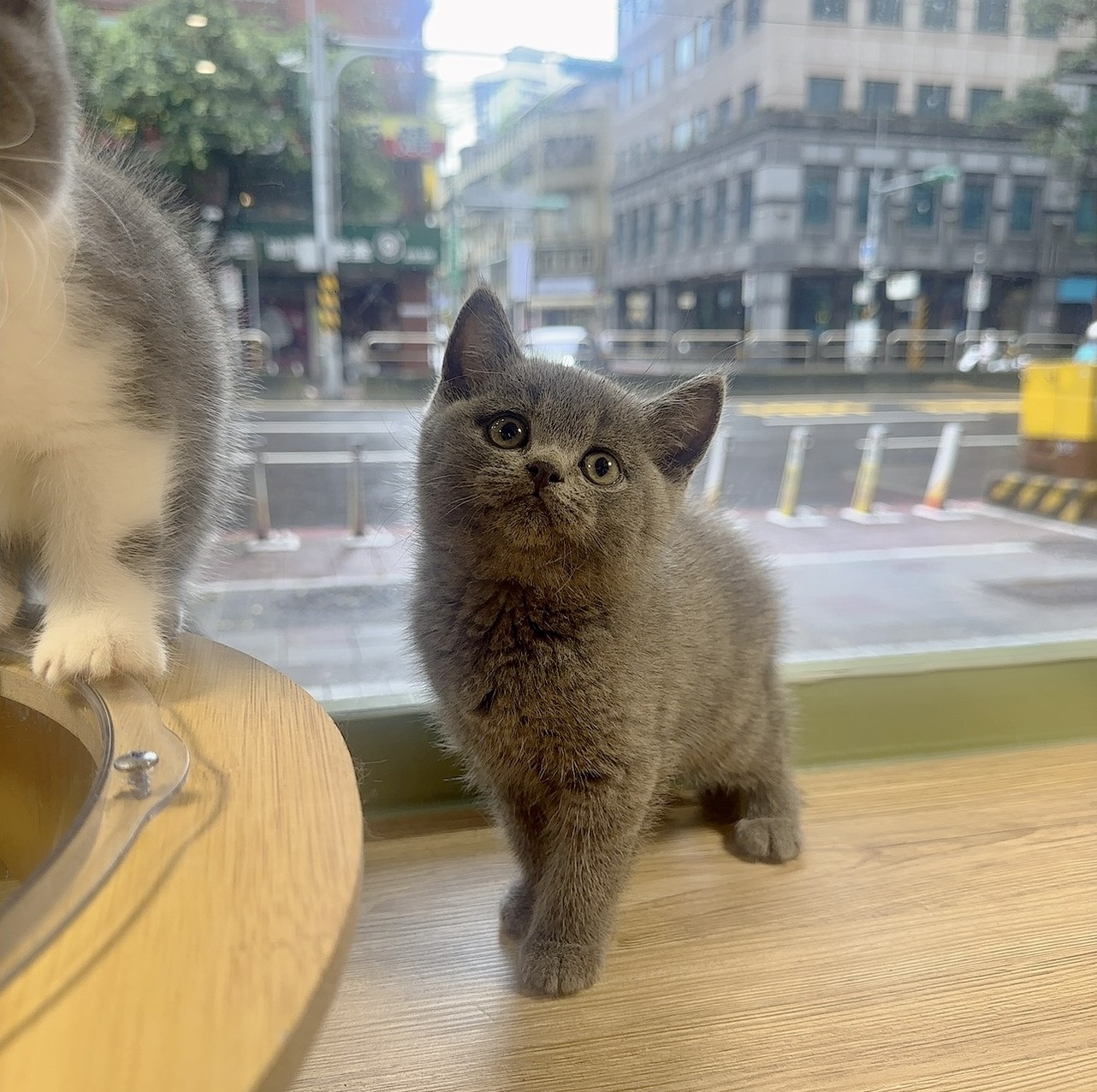 喜得貓社／藍色英國短毛貓