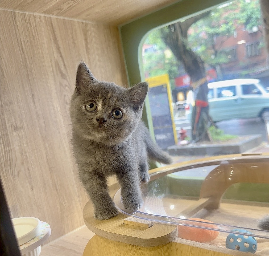 喜得貓社／藍乳色英國短毛貓