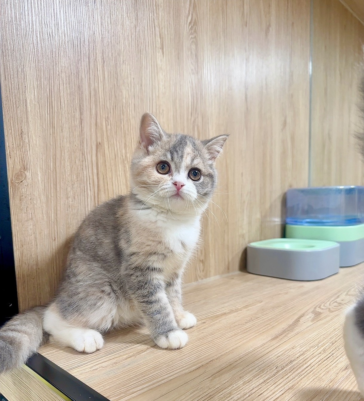 喜得貓社／三花英國短毛貓