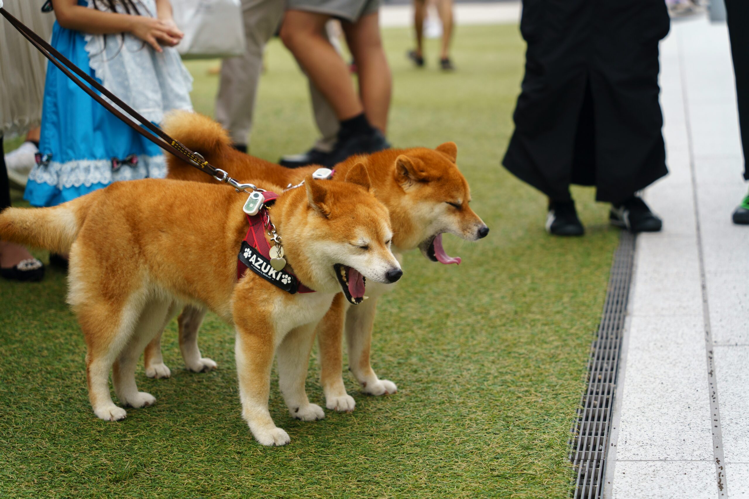 逐步訓練幼犬適應外出與牽繩行走：新手指南，打造自信狗狗