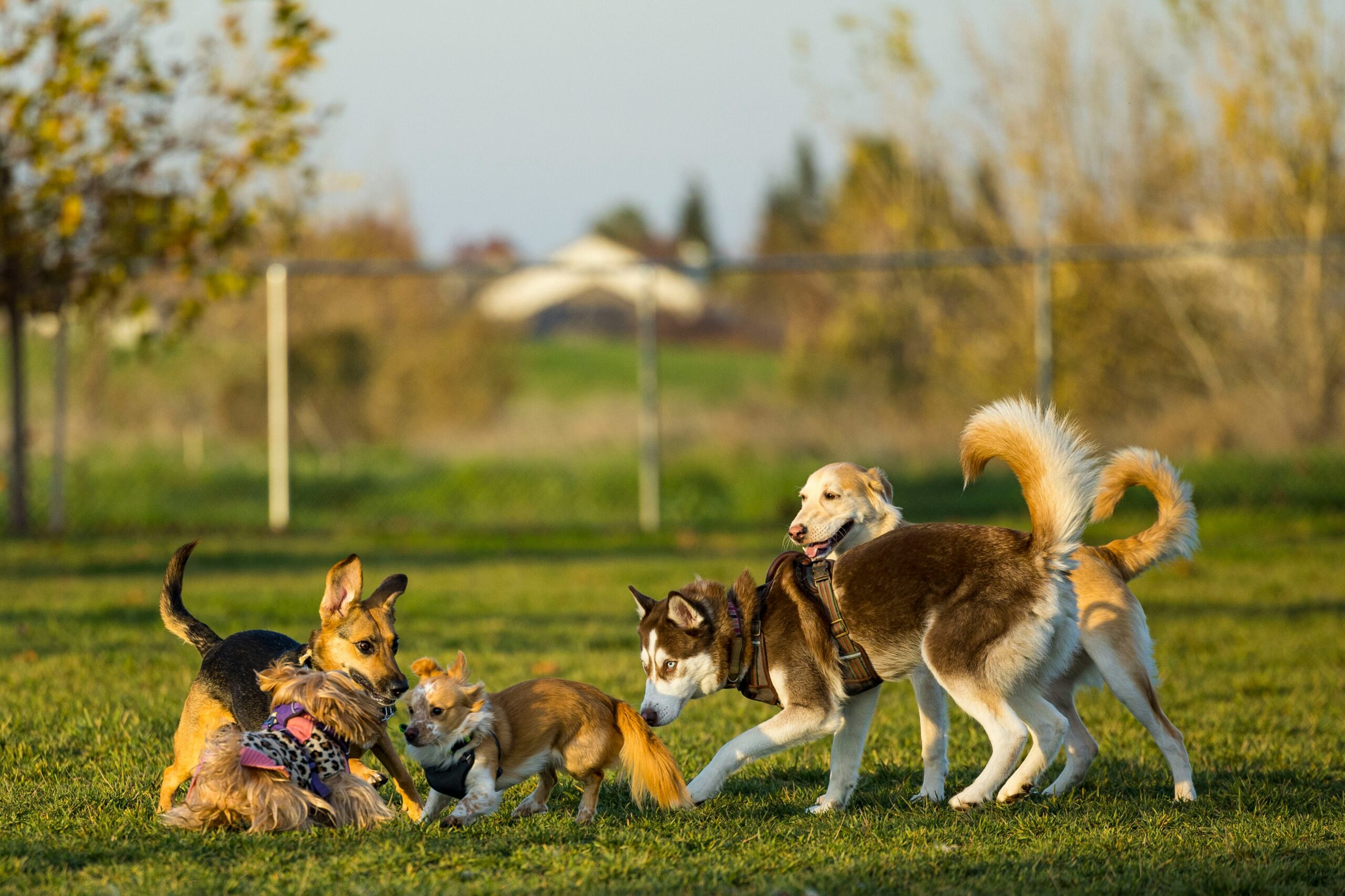 高齡肥胖犬運動減重：掌握環境溫度，安全散熱是關鍵