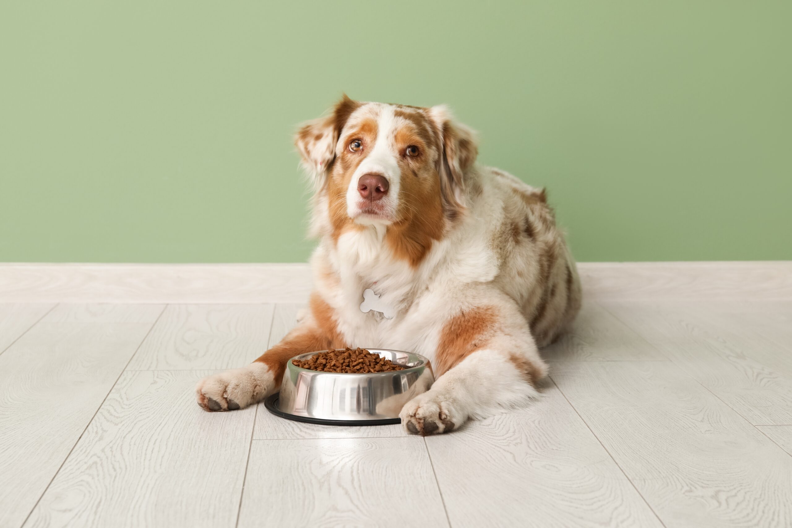 木糖醇對狗的致命威脅：預防與緊急處理的關鍵指南