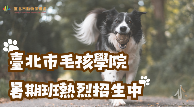 臺北市動保處／臺北市毛孩學院暑期班熱烈招生中