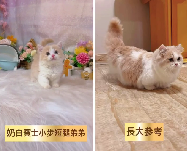星光貓舍／奶白賓士小步舞曲