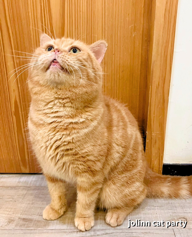 貓咪派對／橘紋美國短毛貓