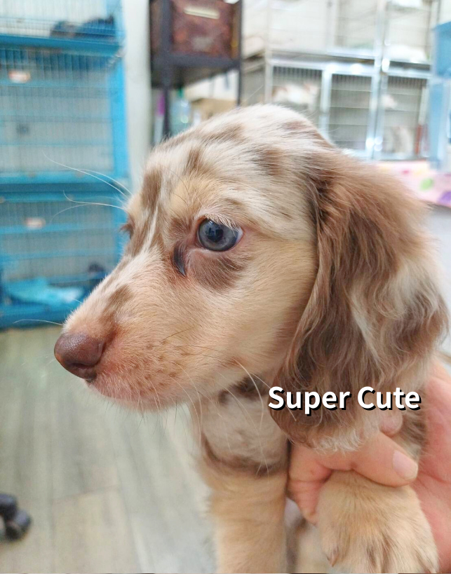 超可愛名犬社／巧克力奶油長毛臘腸狗