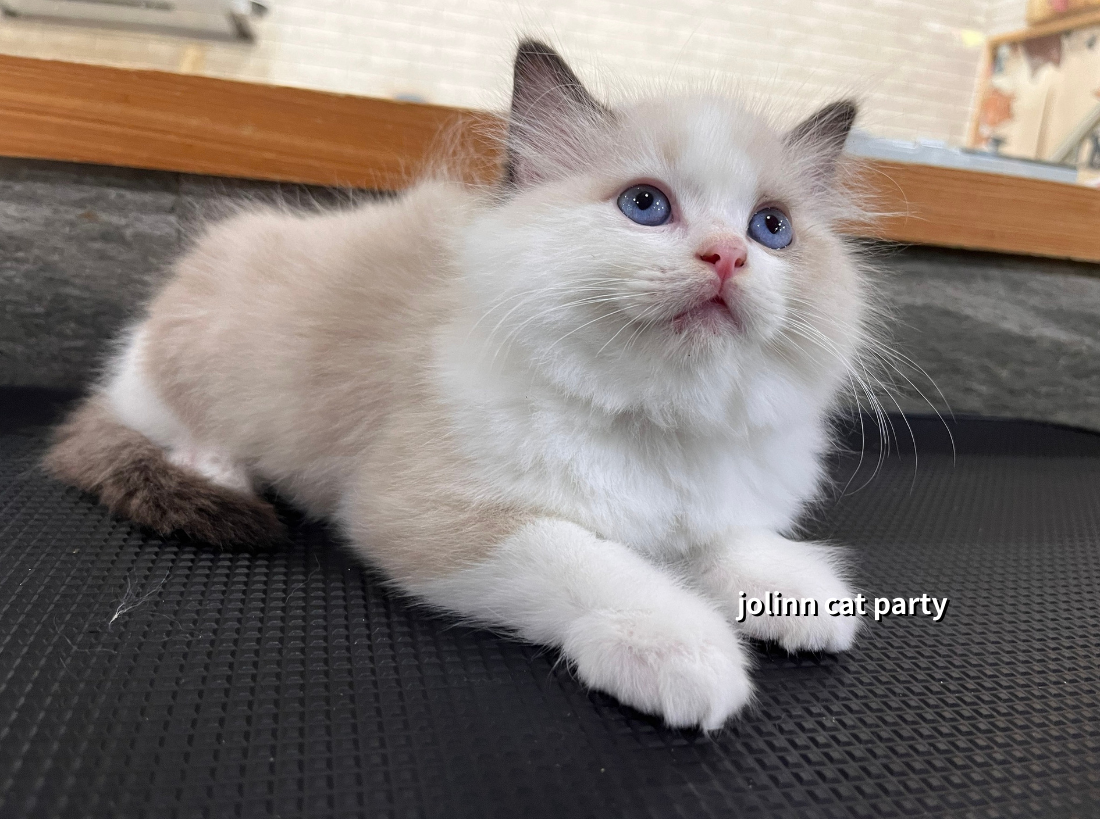 貓咪派對／海豹賓士布偶貓