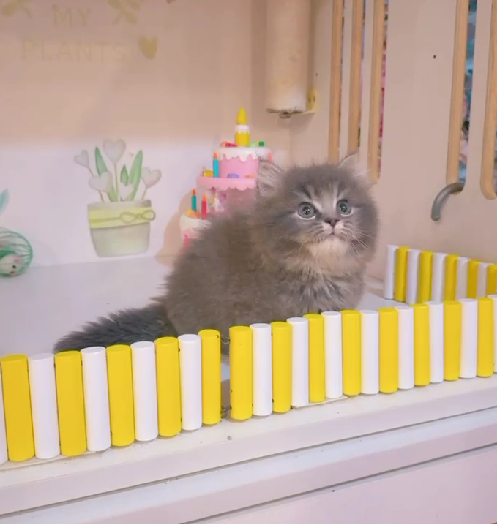 星光貓舍／藍色小步舞曲