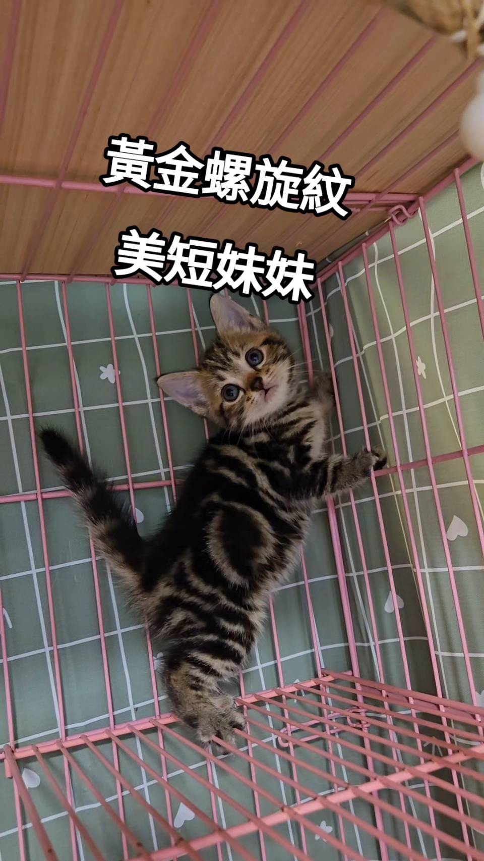 刻在你心底的貓／黃金螺旋紋美國短毛貓