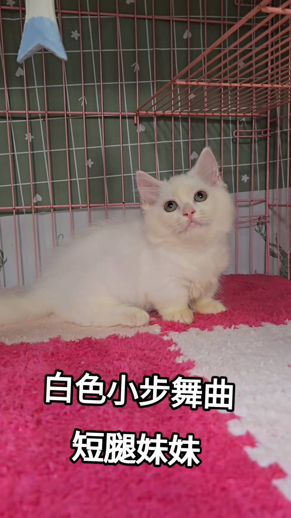 刻在你心底的貓／白色小步舞曲