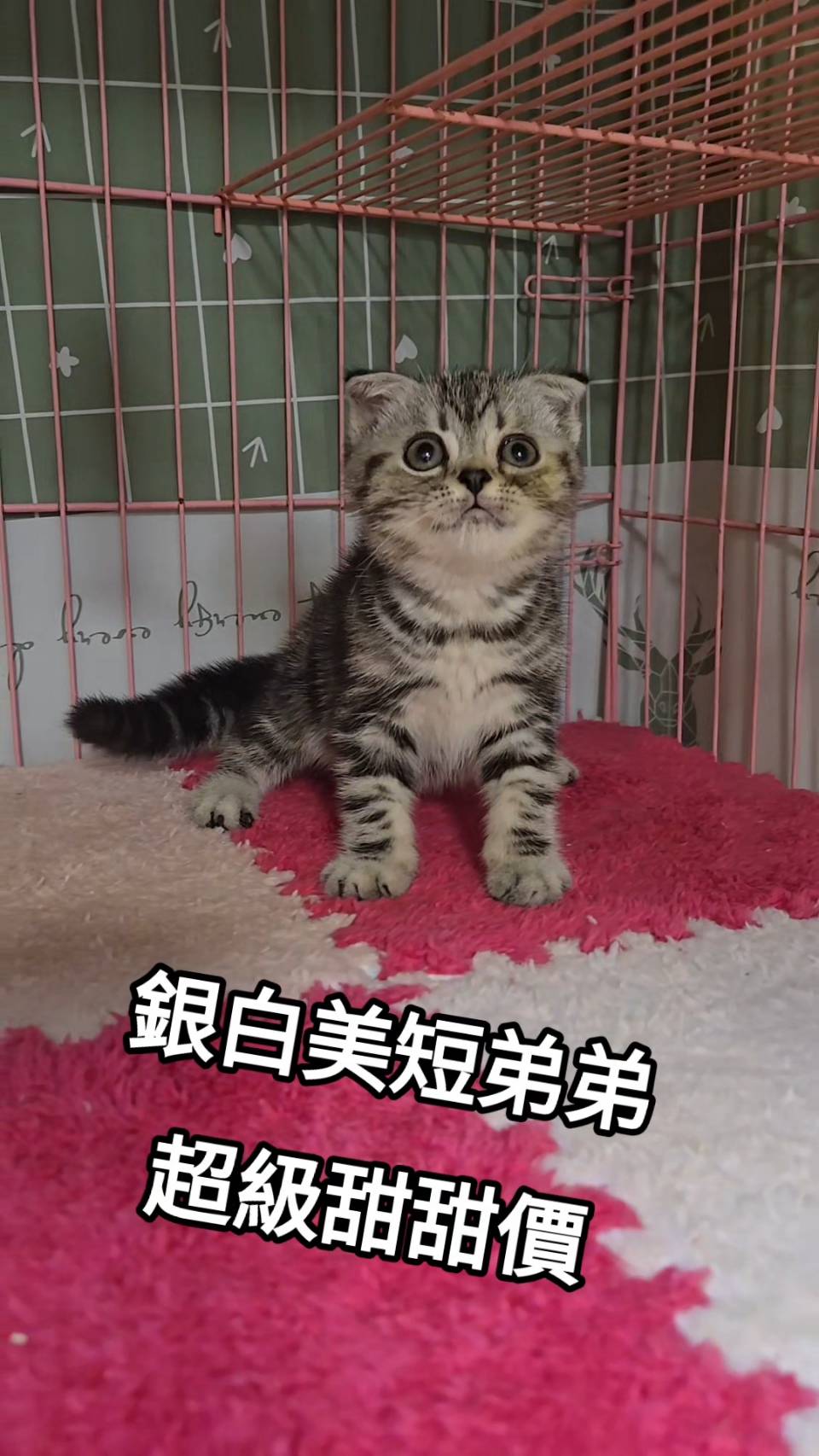 刻在你心底的貓／銀白色美國短毛貓