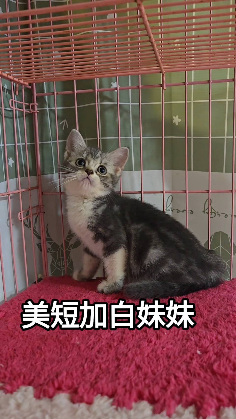 刻在你心底的貓／加白美國短毛貓