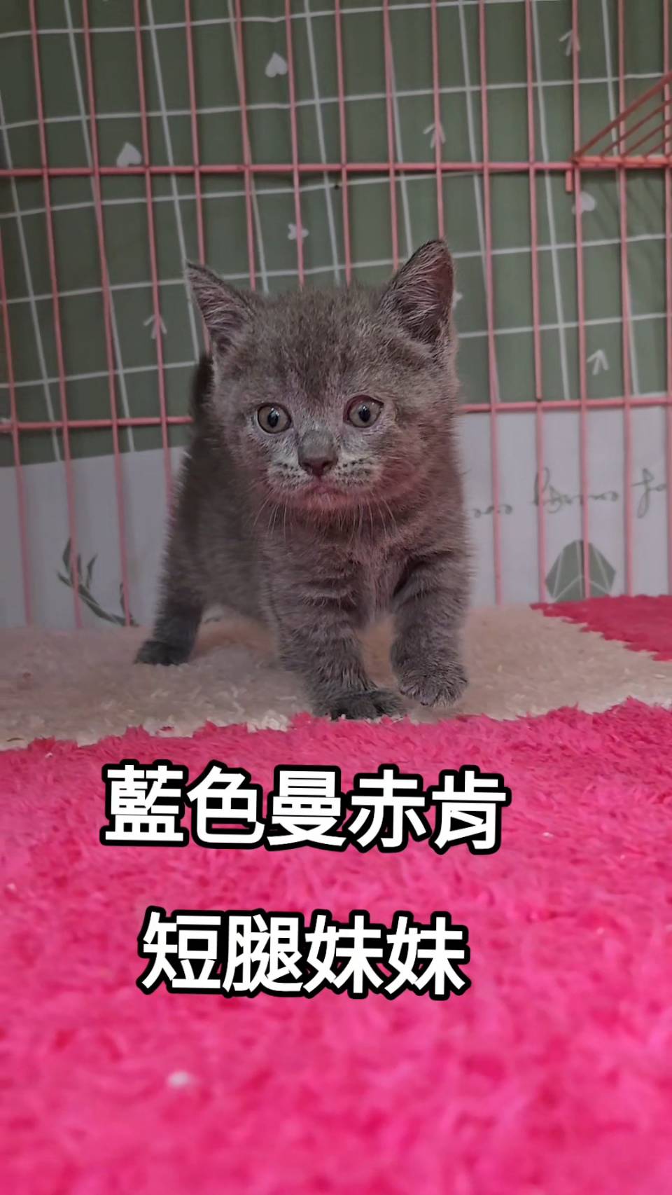 刻在你心底的貓／藍色曼赤肯