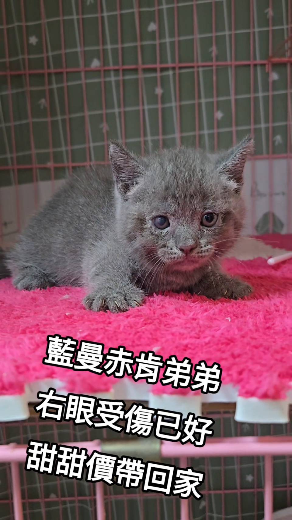 刻在你心底的貓／藍色曼赤肯