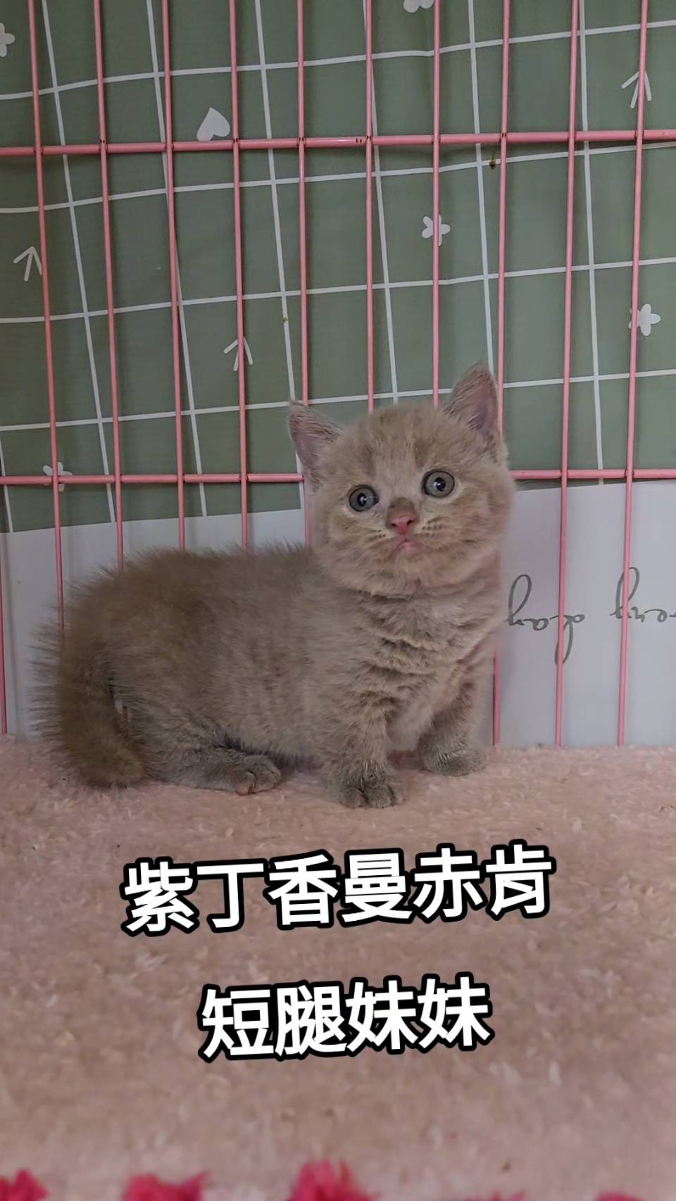刻在你心底的貓／紫丁香曼赤肯