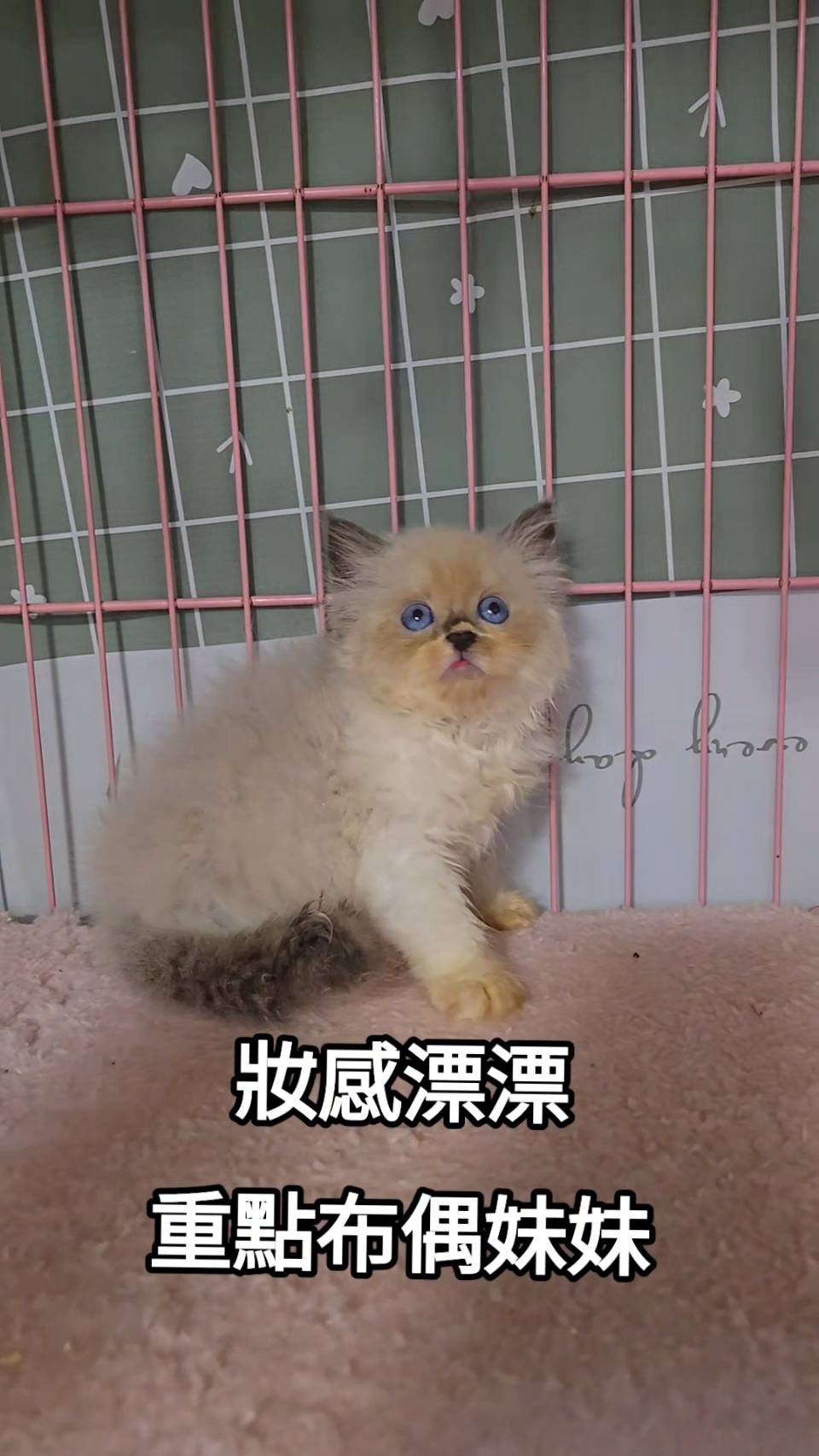 刻在你心底的貓／重點色布偶貓