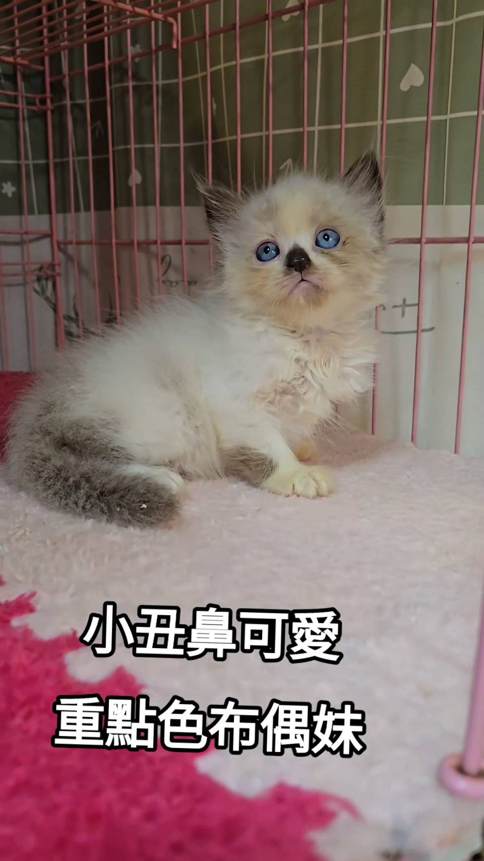刻在你心底的貓／重點色布偶貓
