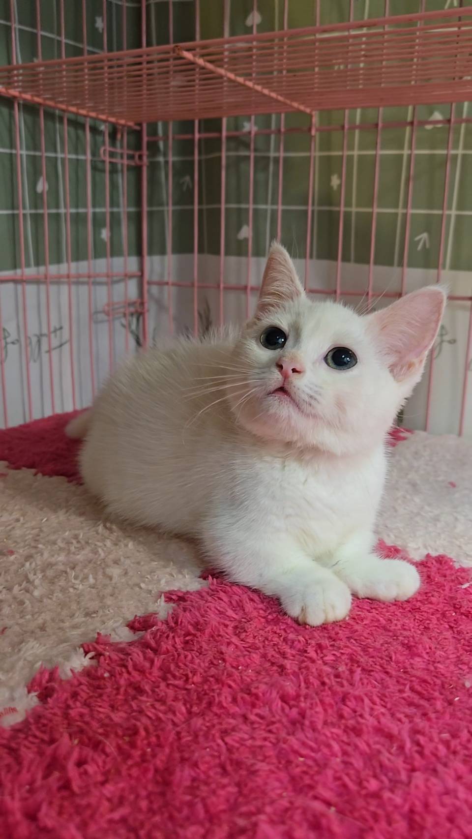 刻在你心底的貓／白色曼赤肯