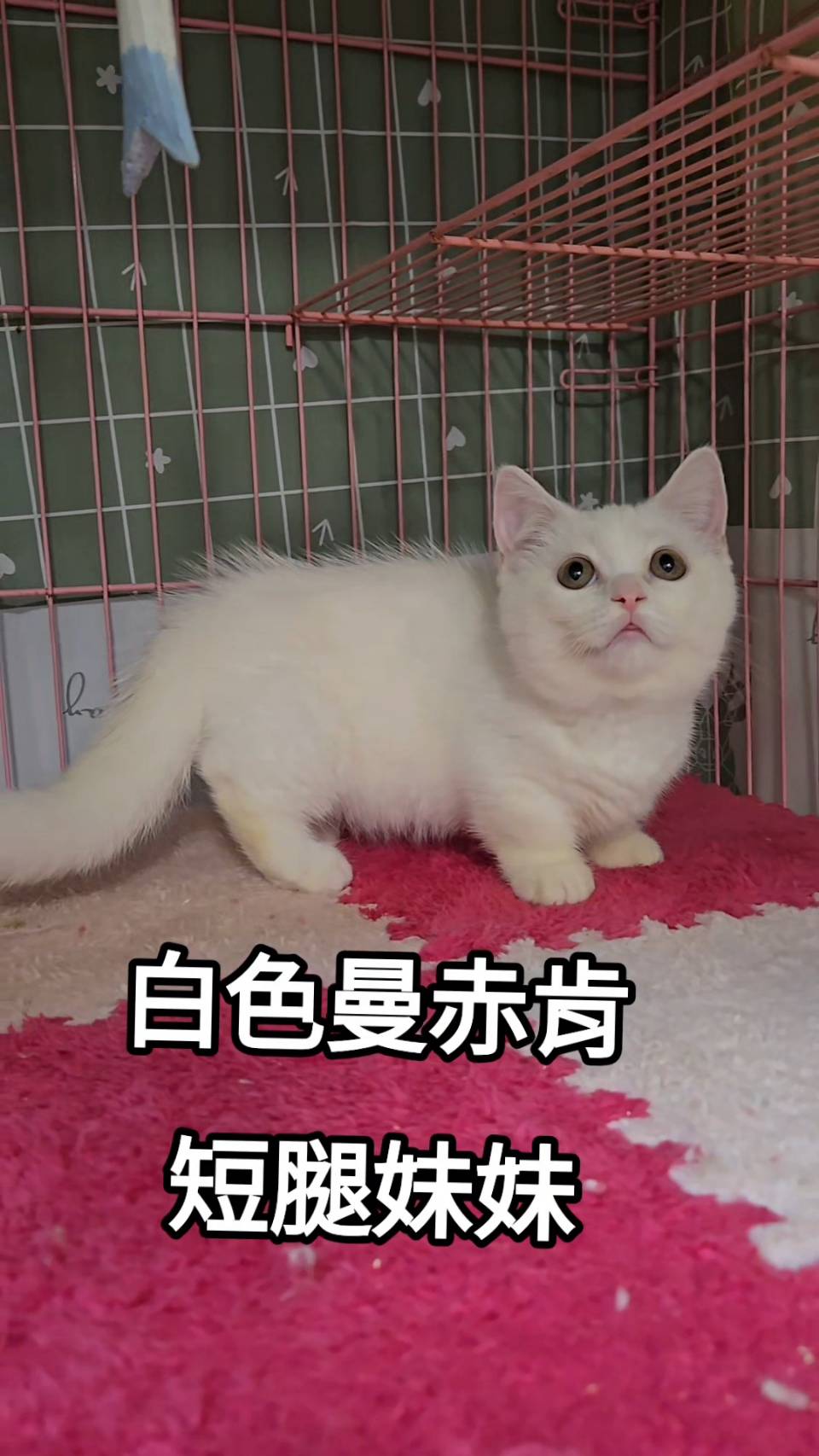 刻在你心底的貓／白色曼赤肯