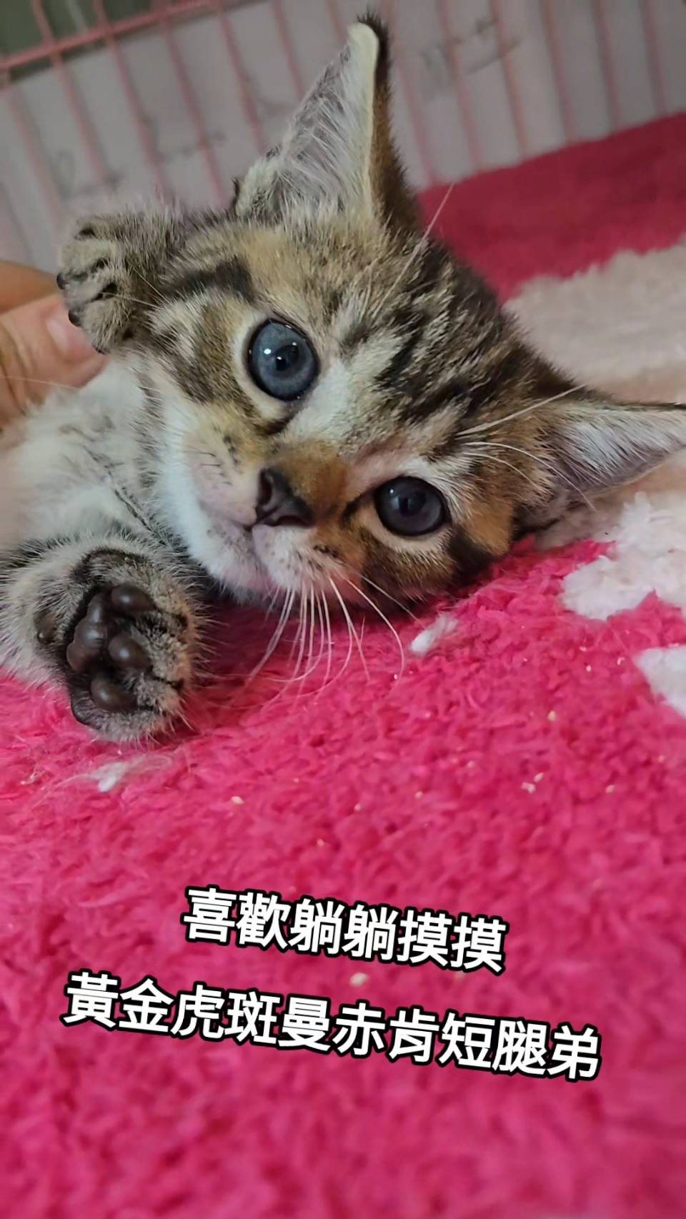 刻在你心底的貓／黃金虎斑曼赤肯