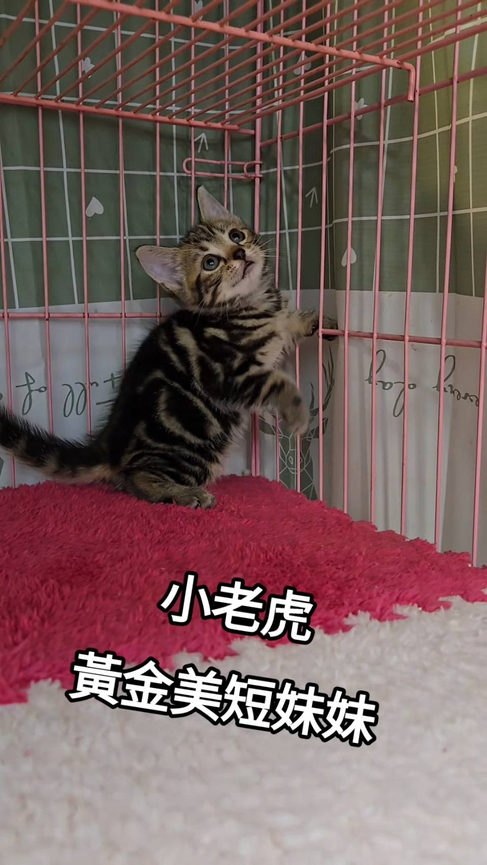 刻在你心底的貓／黃金美國短毛貓