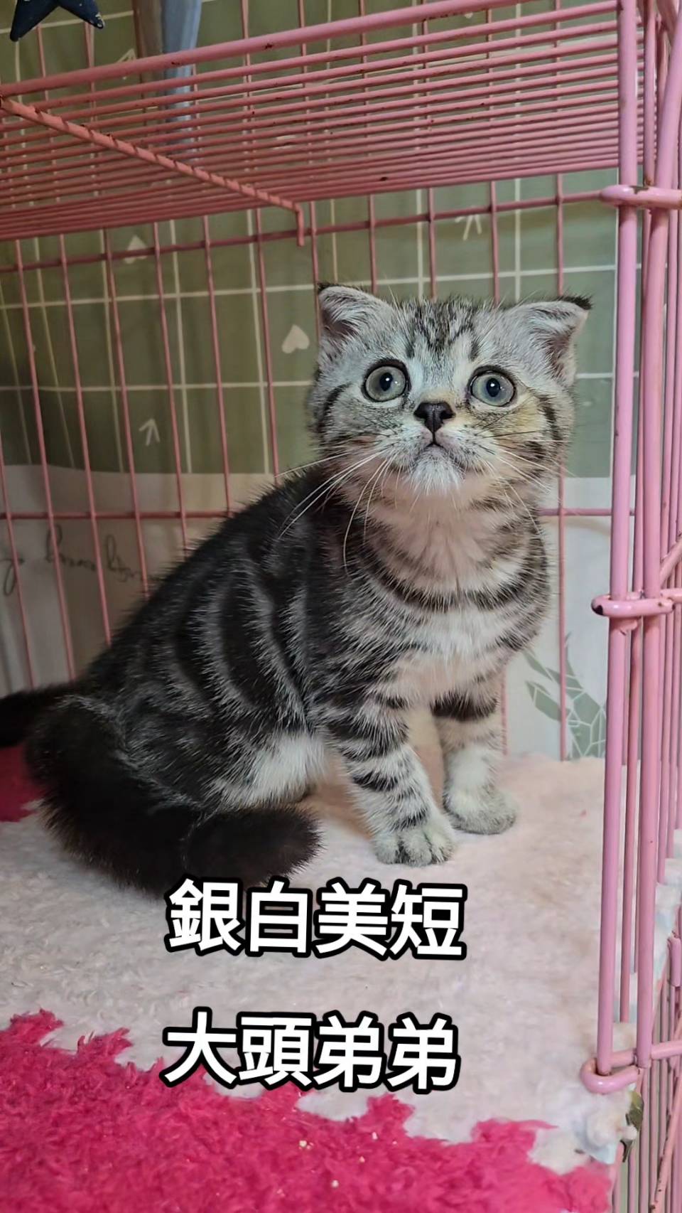 刻在你心底的貓／銀白美國短毛貓