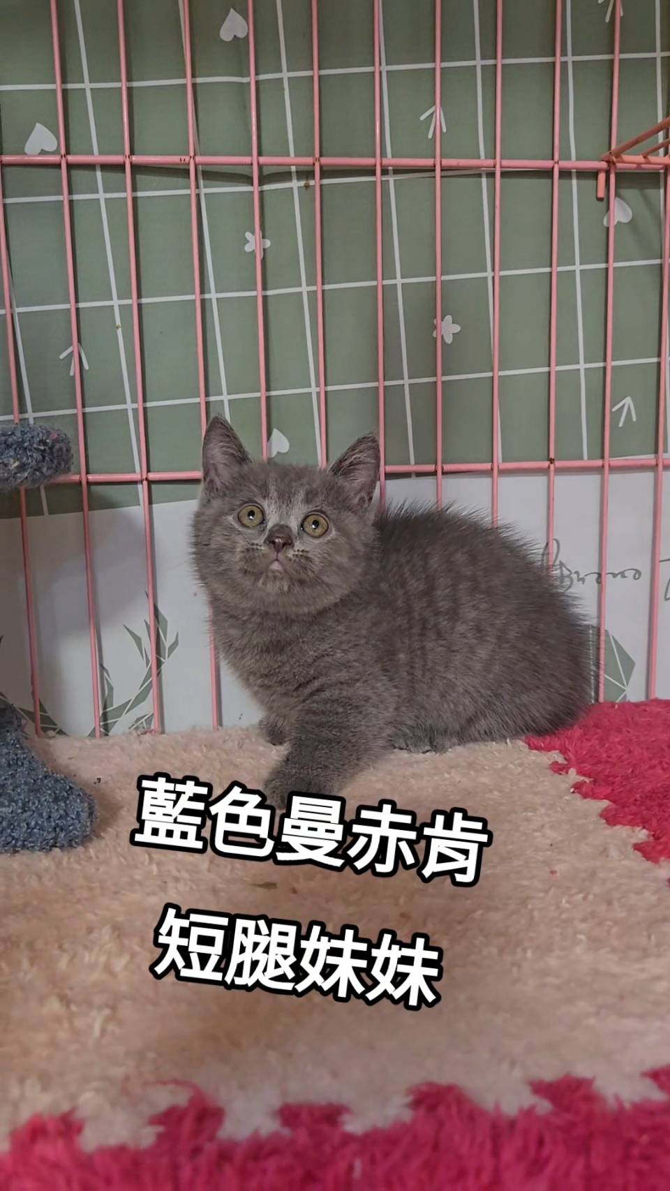 刻在你心底的貓／藍色曼赤肯