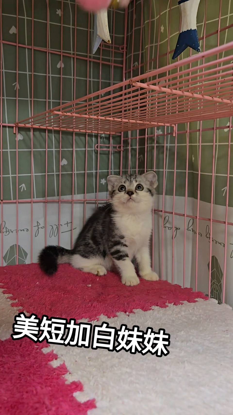 刻在你心底的貓／加白美國短毛貓