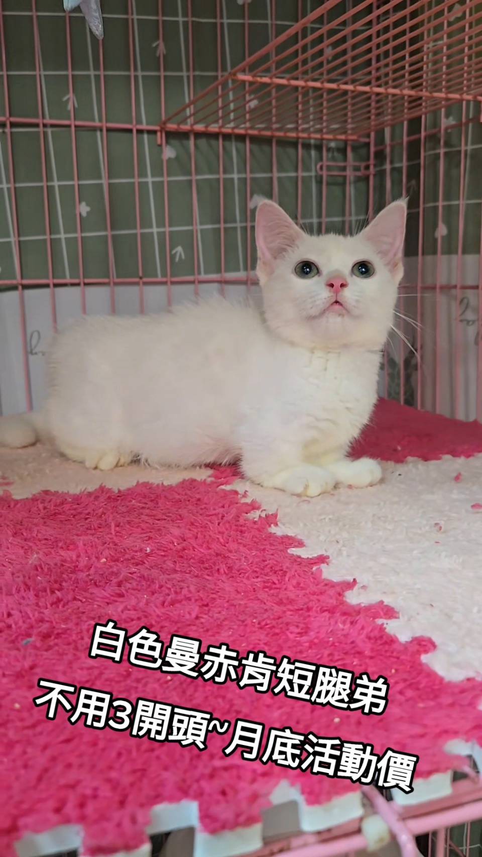刻在你心底的貓／白色曼赤肯