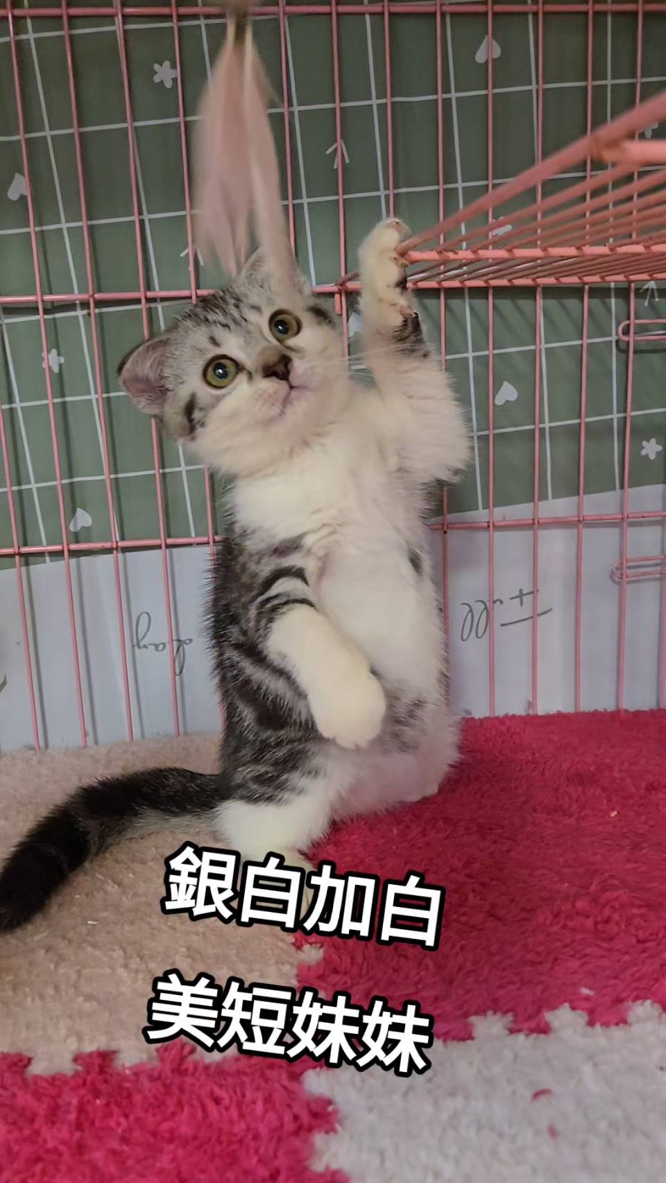 刻在你心底的貓／銀白加白美國短毛貓