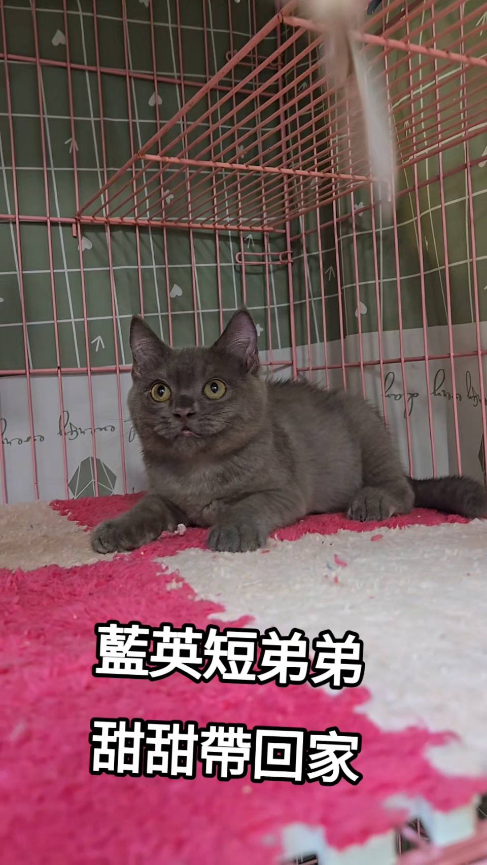 刻在你心底的貓／藍色英國短毛貓