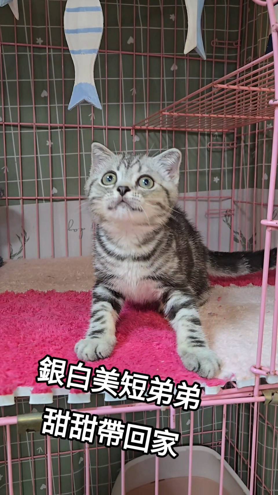 刻在你心底的貓／銀白美國短毛貓