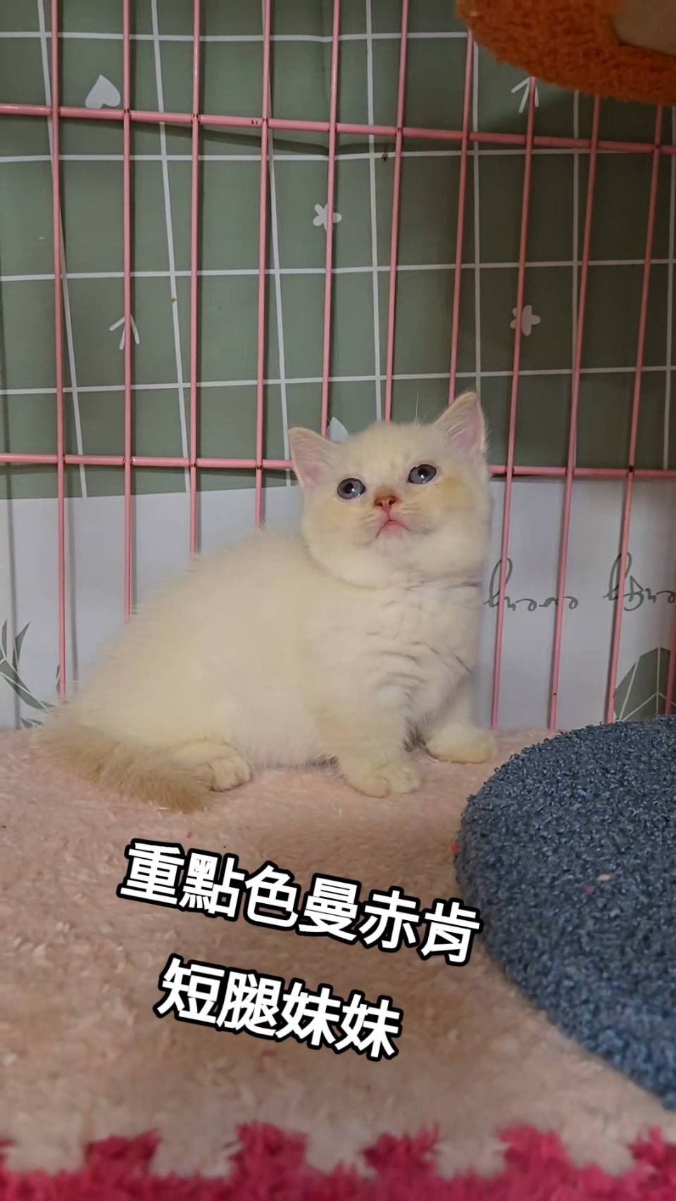 刻在你心底的貓／重點色曼赤肯
