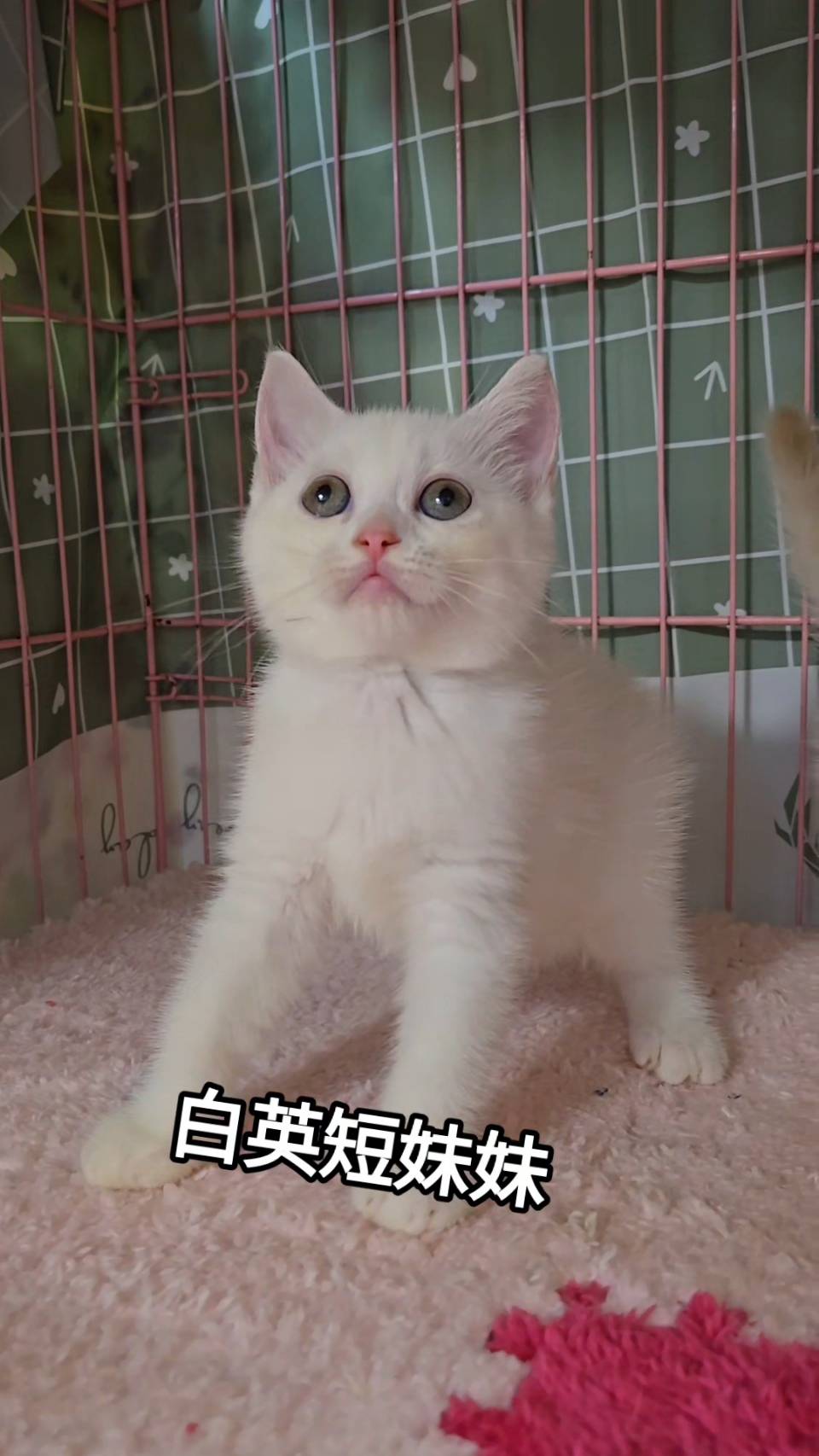 刻在你心底的貓／白色英國短毛貓