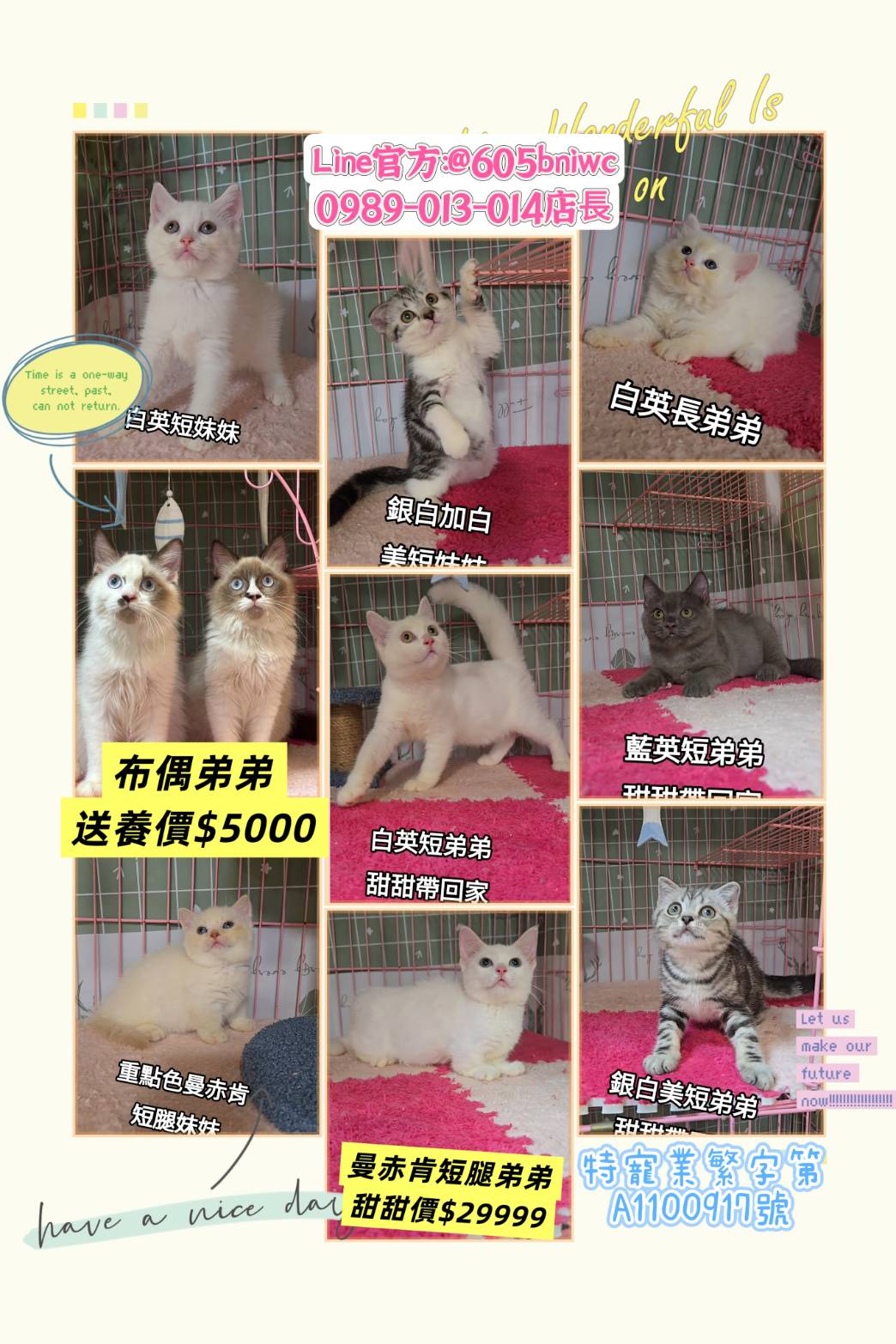 刻在你心底的貓／各品種貓