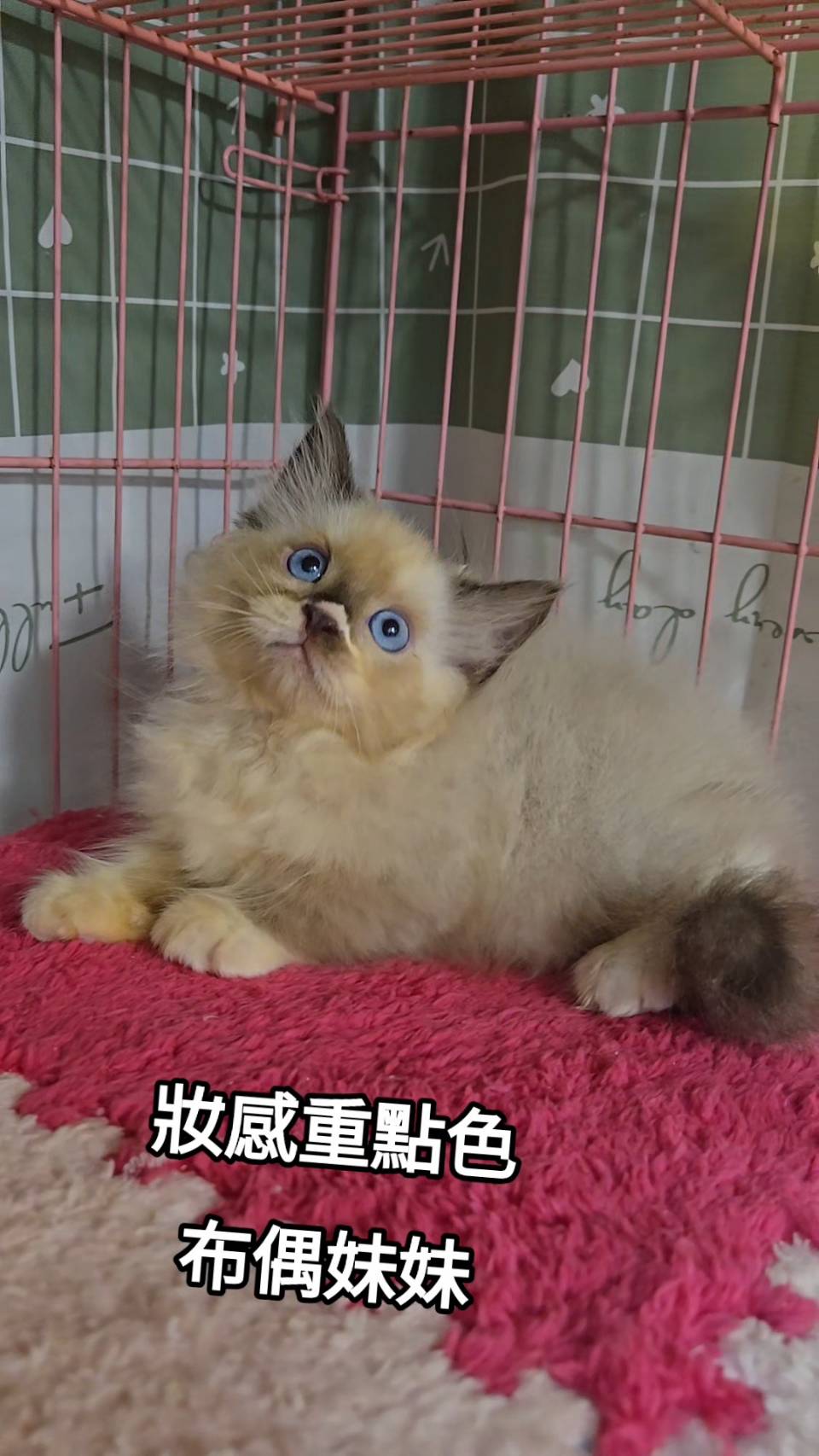 刻在你心底的貓／重點色布偶貓