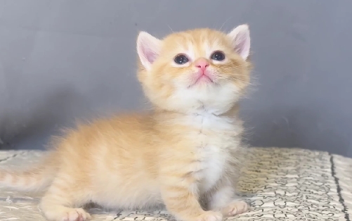 尊爵名皇／橘金漸層曼赤肯