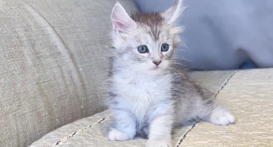 尊爵名皇／高銀白銀虎緬因貓