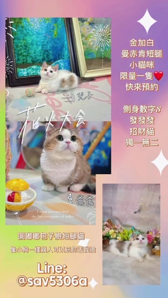 星光貓舍／金加白曼赤肯